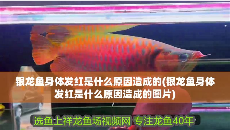 銀龍魚身體發(fā)紅是什么原因造成的(銀龍魚身體發(fā)紅是什么原因造成的圖片)
