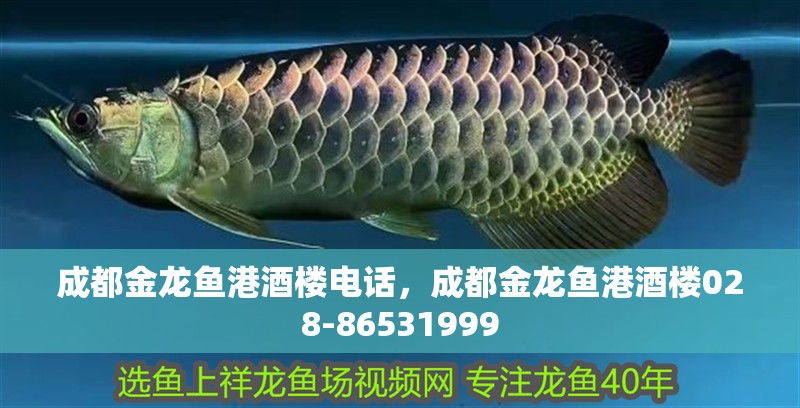 成都金龍魚港酒樓電話，成都金龍魚港酒樓028-86531999