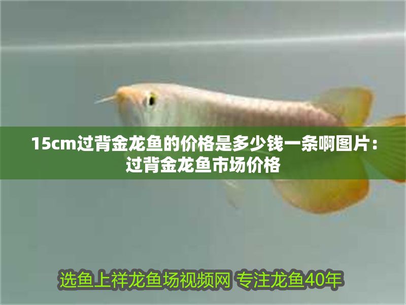 15cm過背金龍魚的價格是多少錢一條啊圖片：過背金龍魚市場價格