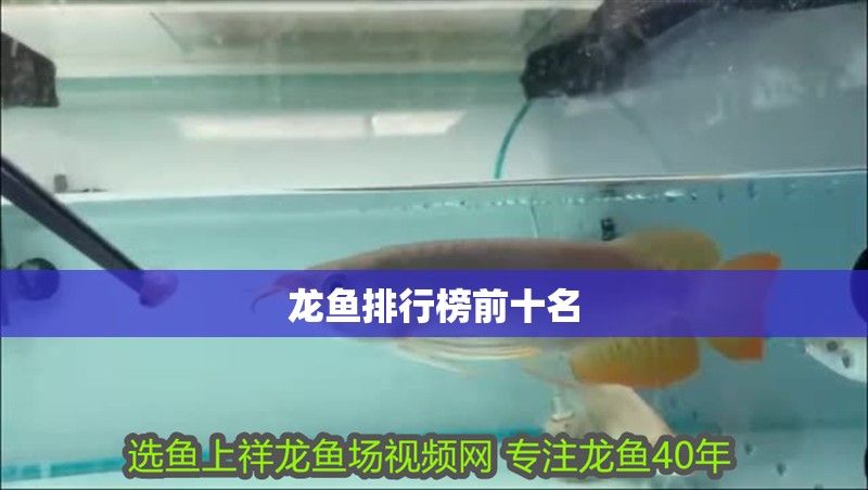 龍魚排行榜前十名