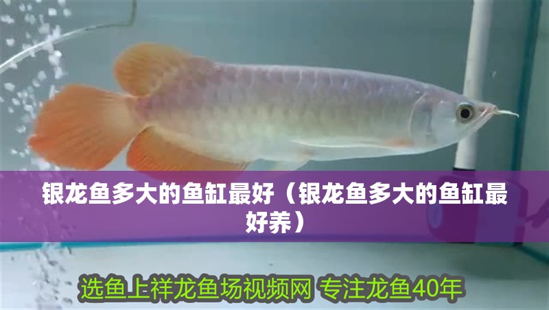 銀龍魚(yú)多大的魚(yú)缸最好（銀龍魚(yú)多大的魚(yú)缸最好養(yǎng)）