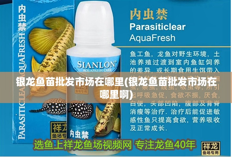 銀龍魚苗批發市場在哪里(銀龍魚苗批發市場在哪里啊) 銀龍魚苗批發市場在哪里(銀龍魚苗批發市場在哪里啊) 銀龍魚百科