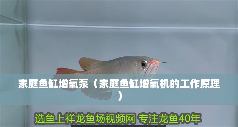 家庭魚缸增氧泵（家庭魚缸增氧機(jī)的工作原理）