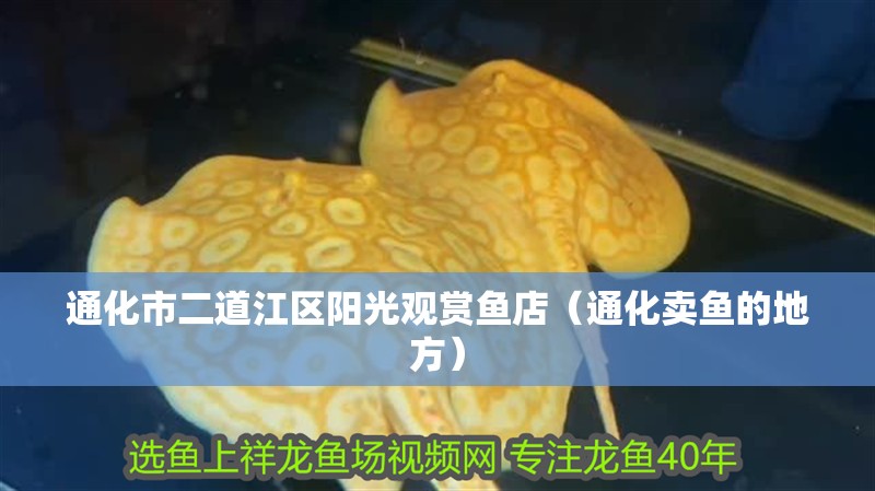 通化市二道江區陽光觀賞魚店（通化賣魚的地方） 通化市二道江區陽光觀賞魚店（通化賣魚的地方） 全國水族館企業名錄