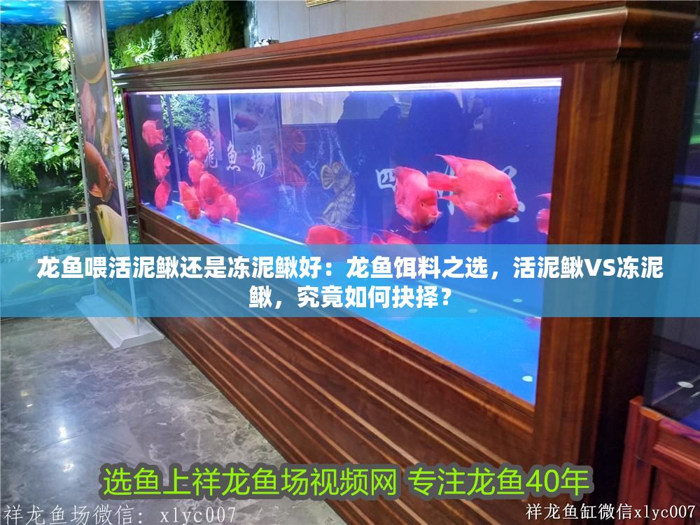 龍魚喂活泥鰍還是凍泥鰍好：龍魚餌料之選，活泥鰍VS凍泥鰍，究竟如何抉擇？