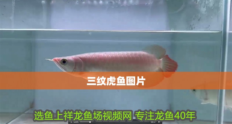 三紋虎魚圖片