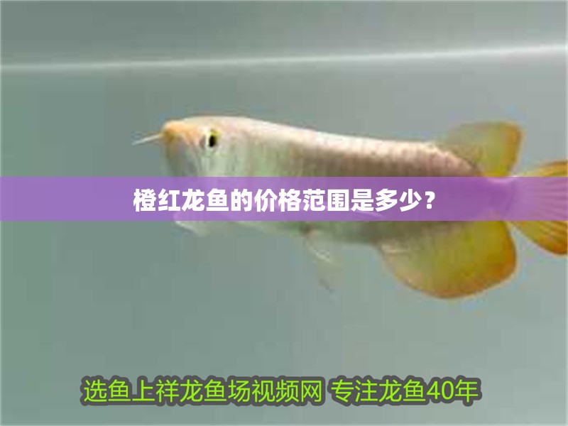 橙紅龍魚的價格范圍是多少？