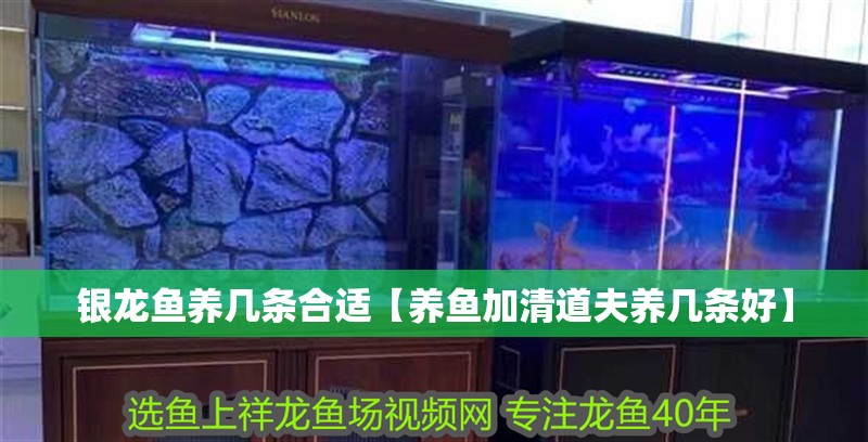 銀龍魚養(yǎng)幾條合適【養(yǎng)魚加清道夫養(yǎng)幾條好】