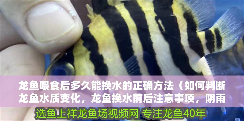 龍魚(yú)喂食后多久能換水的正確方法（如何判斷龍魚(yú)水質(zhì)變化，龍魚(yú)換水前后注意事項(xiàng)，陰雨天龍魚(yú)養(yǎng)護(hù)技巧）