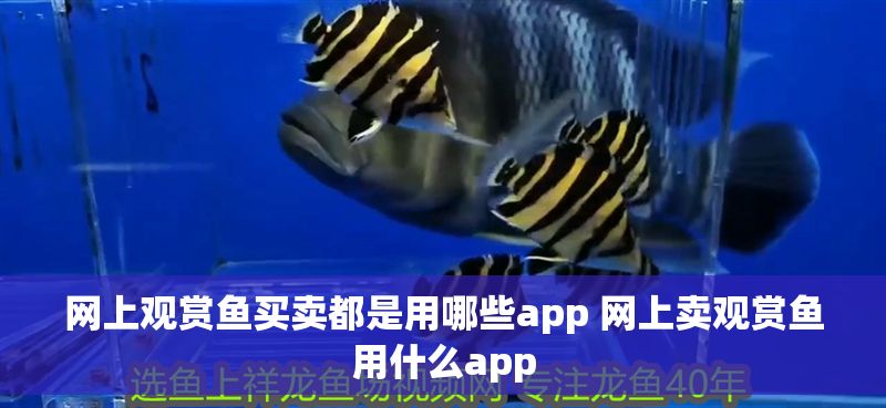 網(wǎng)上觀賞魚買賣都是用哪些app 網(wǎng)上賣觀賞魚用什么app