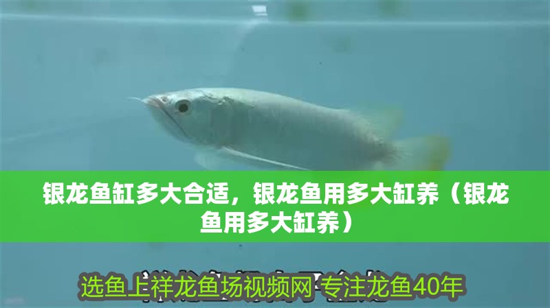 龍魚干蝦有營養嗎 銀龍魚缸多大合適,銀龍魚用多大缸養(銀龍魚用多大缸養) 銀龍魚百科 銀龍魚缸多大合適,銀龍魚用多大缸養(銀龍魚用多大缸養) 銀龍魚缸多大合適,銀龍魚用多大缸養(銀龍魚用多大缸養) 銀龍魚百科