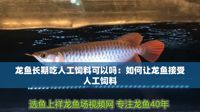 龍魚長期吃人工飼料可以嗎：如何讓龍魚接受人工飼料