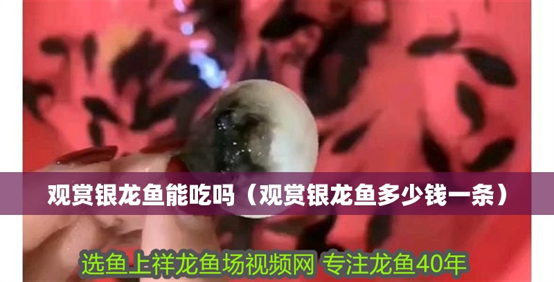 觀賞銀龍魚能吃嗎（觀賞銀龍魚多少錢一條）