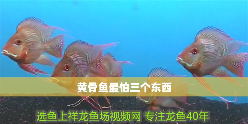 黃骨魚最怕三個(gè)東西