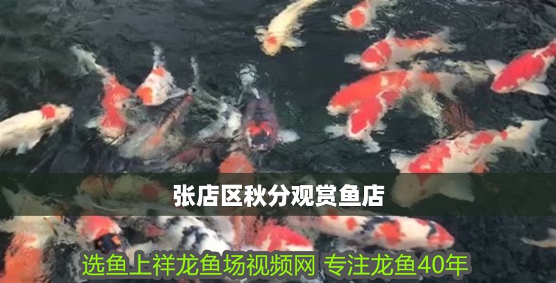 張店區(qū)秋分觀賞魚店