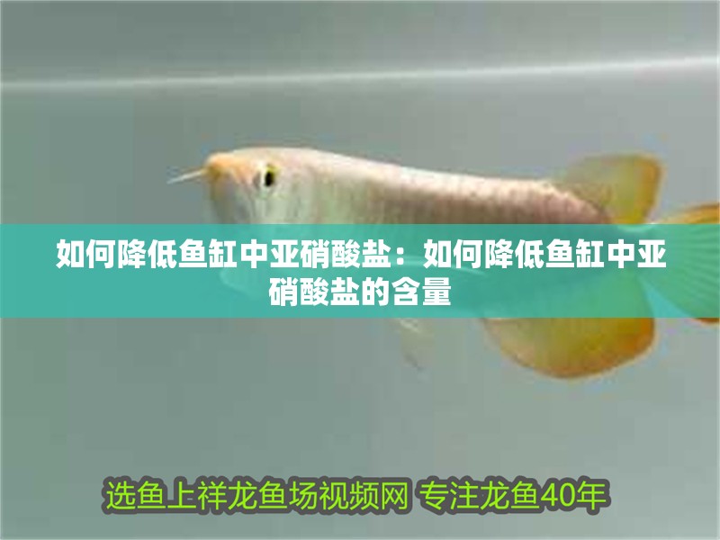 如何降低魚缸中亞硝酸鹽：如何降低魚缸中亞硝酸鹽的含量