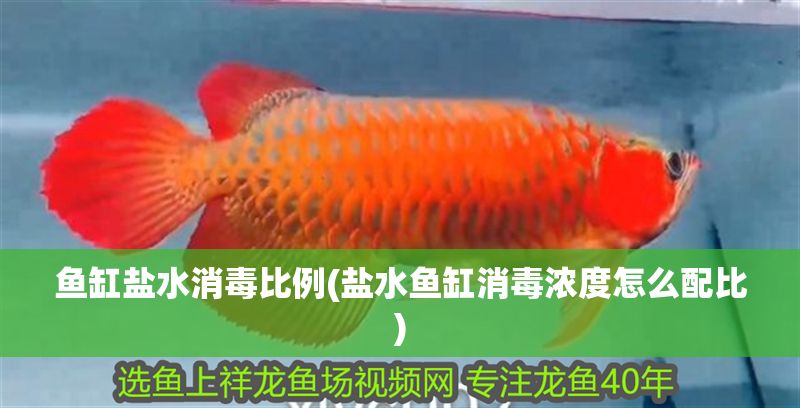 魚缸鹽水消毒比例(鹽水魚缸消毒濃度怎么配比)