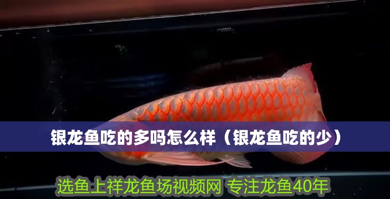 給大魚缸換水的作文:體驗給大魚缸換水的樂趣:體驗給大魚缸換水:給大魚缸換水的作文 銀龍魚吃的多嗎怎么樣(銀龍魚吃的少) 銀龍魚百科 銀龍魚吃的多嗎怎么樣(銀龍魚吃的少) 銀龍魚吃的多嗎怎么樣(銀龍魚吃的少) 銀龍魚百科