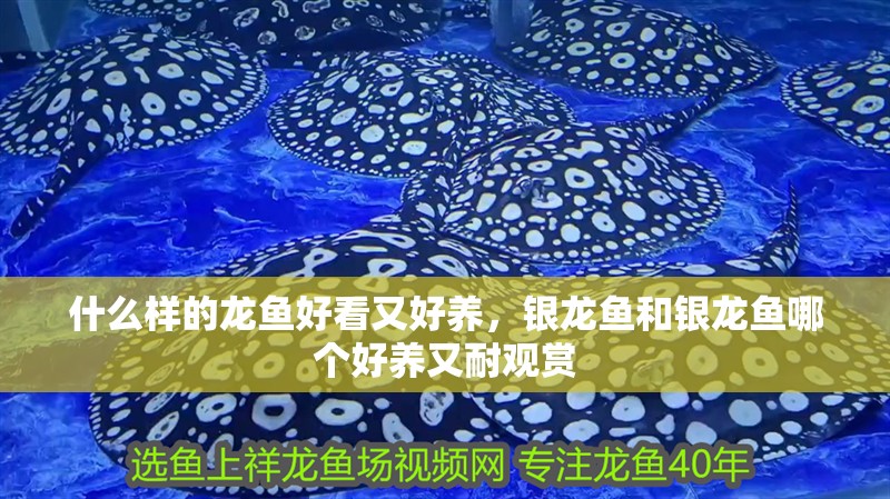 什么樣的龍魚好看又好養，銀龍魚和銀龍魚哪個好養又耐觀賞