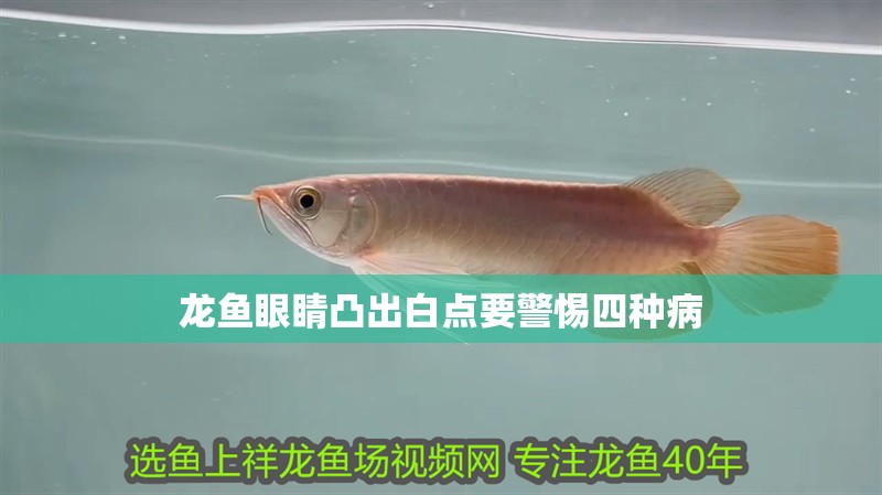 龍魚眼睛凸出白點要警惕四種病