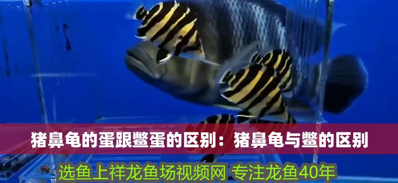 豬鼻龜的蛋跟鱉蛋的區別：豬鼻龜與鱉的區別 豬鼻龜的蛋跟鱉蛋的區別：豬鼻龜與鱉的區別 豬鼻龜百科 第1張