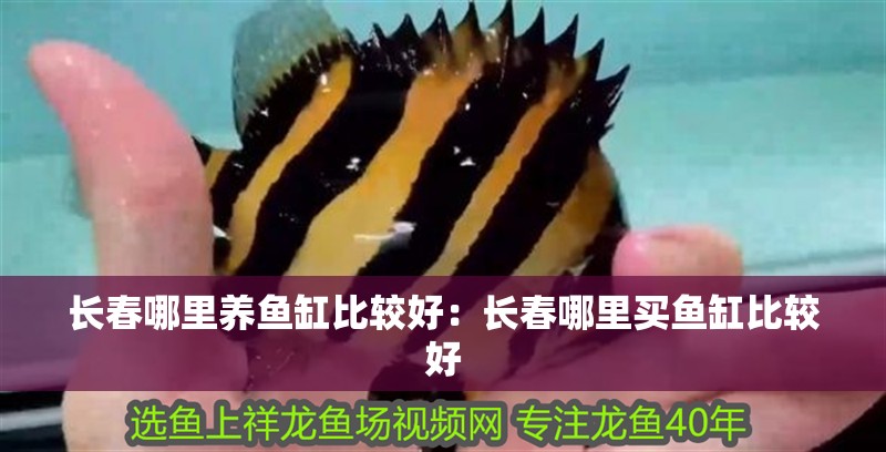 長春哪里養(yǎng)魚缸比較好：長春哪里買魚缸比較好