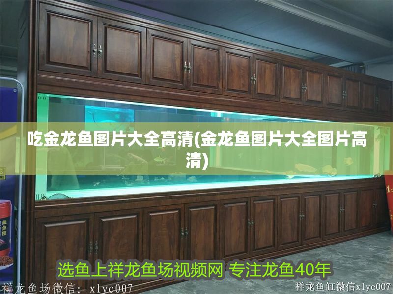 吃金龍魚圖片大全高清(金龍魚圖片大全圖片高清)