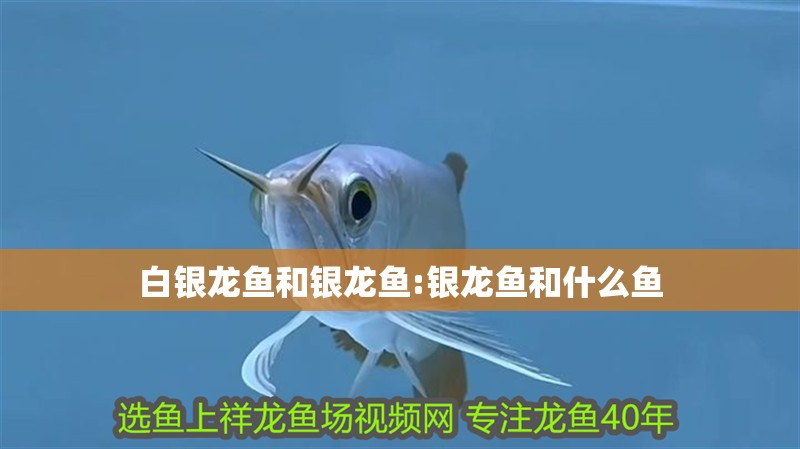 白銀龍魚和銀龍魚:銀龍魚和什么魚 白銀龍魚和銀龍魚:銀龍魚和什么魚 銀龍魚百科