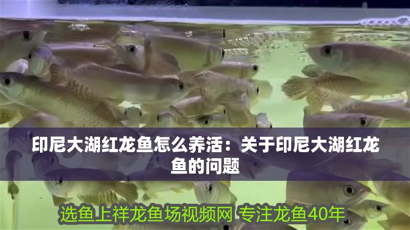 印尼大湖紅龍魚怎么養活：關于印尼大湖紅龍魚的問題