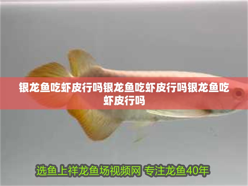 銀龍魚吃蝦皮行嗎銀龍魚吃蝦皮行嗎銀龍魚吃蝦皮行嗎