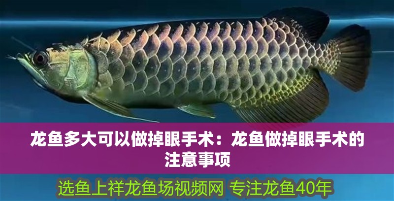 龍魚多大可以做掉眼手術：龍魚做掉眼手術的注意事項