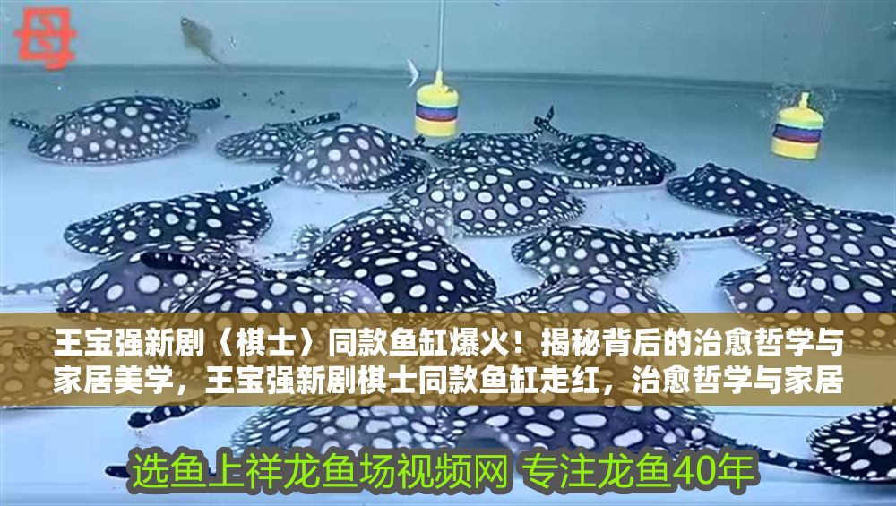 王寶強新劇〈棋士〉同款魚缸爆火!揭秘背后的治愈哲學與家居美學,王寶強新劇棋士同款魚缸走紅,治愈哲學與家居美學的完美融合 龍魚百科 第1張 王寶強新劇〈棋士〉同款魚缸爆火!揭秘背后的治愈哲學與家居美學,王寶強新劇棋士同款魚缸走紅,治愈哲學與家居美學的完美融合 王寶強新劇〈棋士〉同款魚缸爆火!揭秘背后的治愈哲學與家居美學,王寶強新劇棋士同款魚缸走紅,治愈哲學與家居美學的完美融合 龍魚百科 第1張