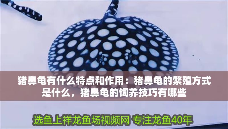 豬鼻龜有什么特點和作用：豬鼻龜?shù)姆敝撤绞绞鞘裁矗i鼻龜?shù)娘曫B(yǎng)技巧有哪些