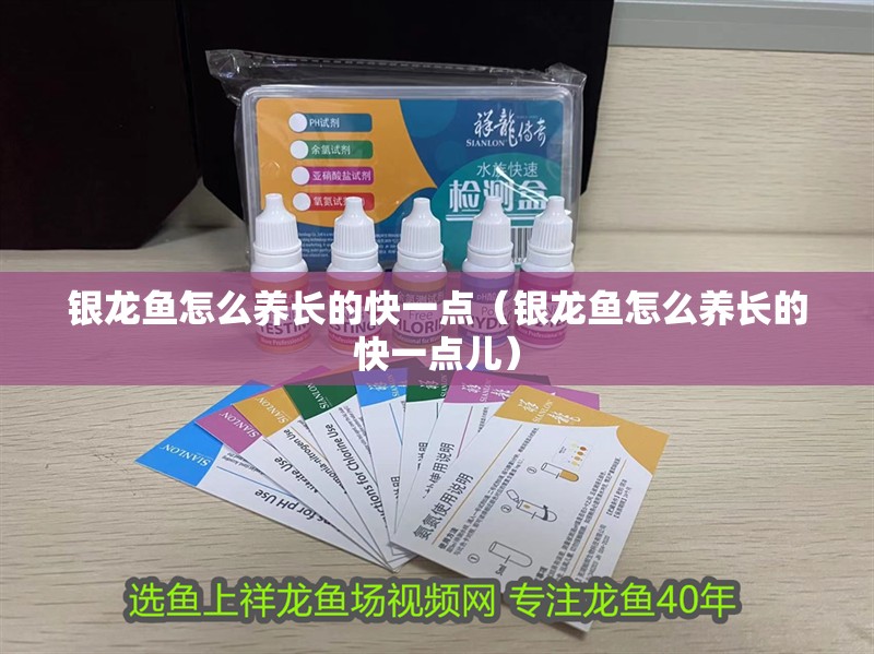 銀龍魚怎么養(yǎng)長(zhǎng)的快一點(diǎn)（銀龍魚怎么養(yǎng)長(zhǎng)的快一點(diǎn)兒）