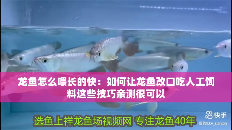 龍魚怎么喂長的快：如何讓龍魚改口吃人工飼料這些技巧親測很可以