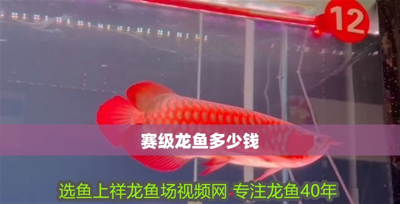 賽級龍魚多少錢