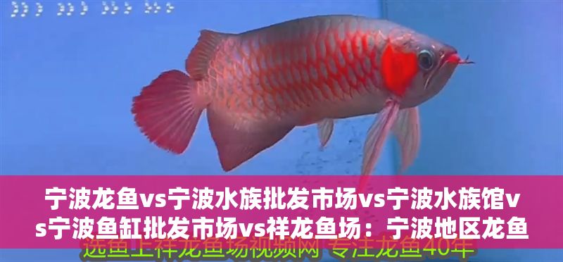 寧波龍魚vs寧波水族批發(fā)市場vs寧波水族館vs寧波魚缸批發(fā)市場vs祥龍魚場：寧波地區(qū)龍魚市場的競爭狀況和發(fā)展趨勢