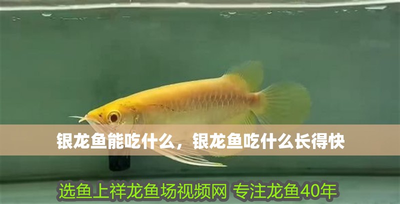 銀龍魚能吃什么，銀龍魚吃什么長得快 銀龍魚能吃什么，銀龍魚吃什么長得快 銀龍魚百科