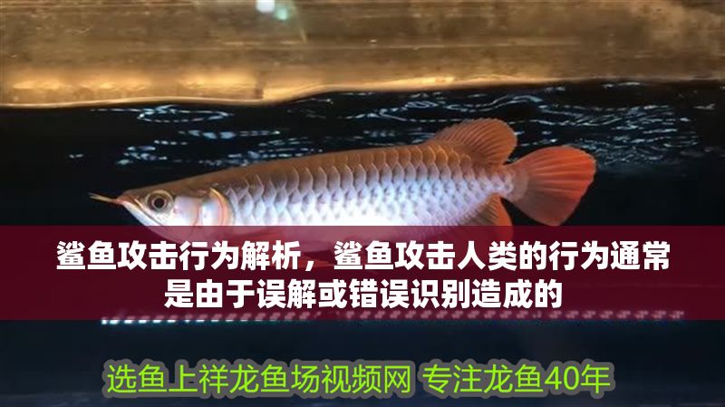 鯊魚攻擊行為解析，鯊魚攻擊人類的行為通常是由于誤解或錯誤識別造成的