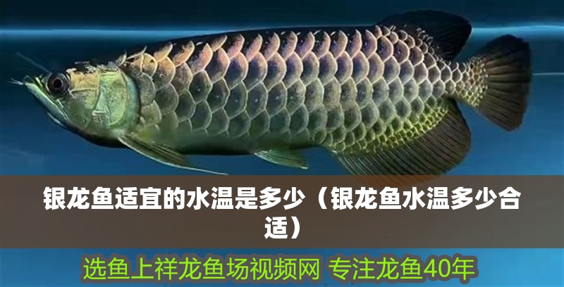 銀龍魚適宜的水溫是多少（銀龍魚水溫多少合適） 銀龍魚適宜的水溫是多少（銀龍魚水溫多少合適） 銀龍魚百科