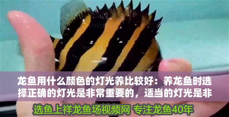 龍魚用什么顏色的燈光養比較好：養龍魚時選擇正確的燈光是非常重要的，適當的燈光是非常重要的