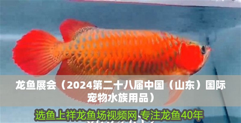 龍魚展會（2024第二十八屆中國（山東）國際寵物水族用品） 龍魚展會（2024第二十八屆中國（山東）國際寵物水族用品） 龍魚百科