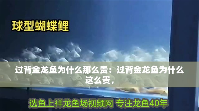 過背金龍魚為什么那么貴：過背金龍魚為什么這么貴，