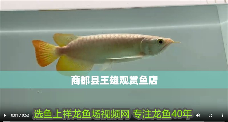 <strong><mark>商都</mark></strong>縣王雄觀賞魚店