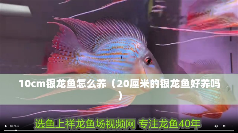 10cm銀龍魚怎么養(yǎng)（20厘米的銀龍魚好養(yǎng)嗎）