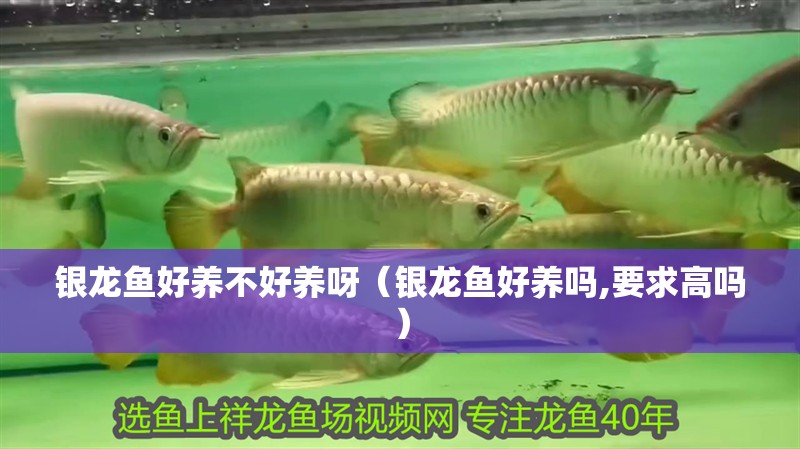 銀龍魚好養不好養呀（銀龍魚好養嗎,要求高嗎）