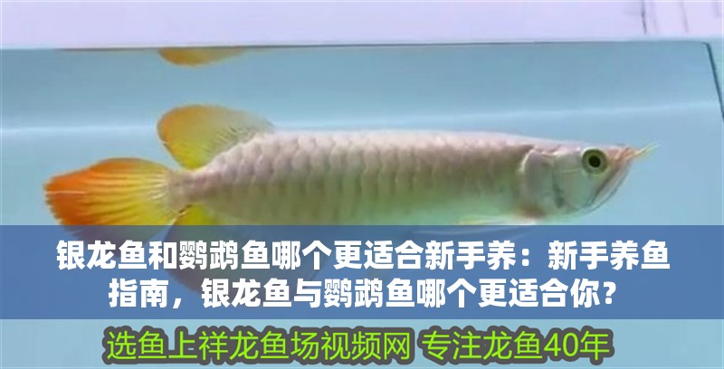 銀龍魚和鸚鵡魚哪個(gè)更適合新手養(yǎng)：新手養(yǎng)魚指南，銀龍魚與鸚鵡魚哪個(gè)更適合你？