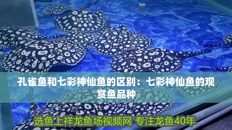 孔雀魚和七彩神仙魚的區(qū)別：七彩神仙魚的觀賞魚品種