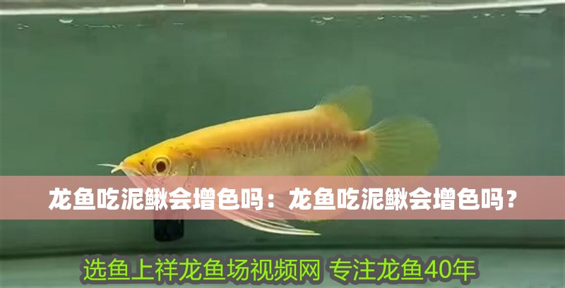 龍魚吃泥鰍會增色嗎：龍魚吃泥鰍會增色嗎？ 龍魚吃泥鰍會增色嗎：龍魚吃泥鰍會增色嗎？ 龍魚百科