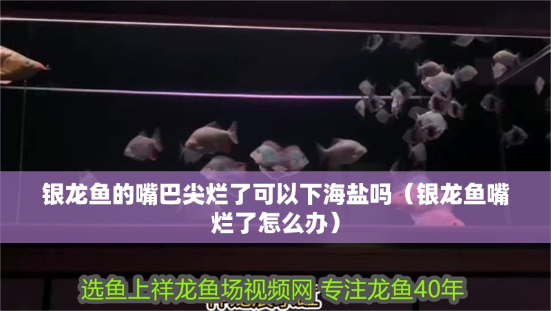 銀龍魚的嘴巴尖爛了可以下海鹽嗎（銀龍魚嘴爛了怎么辦）